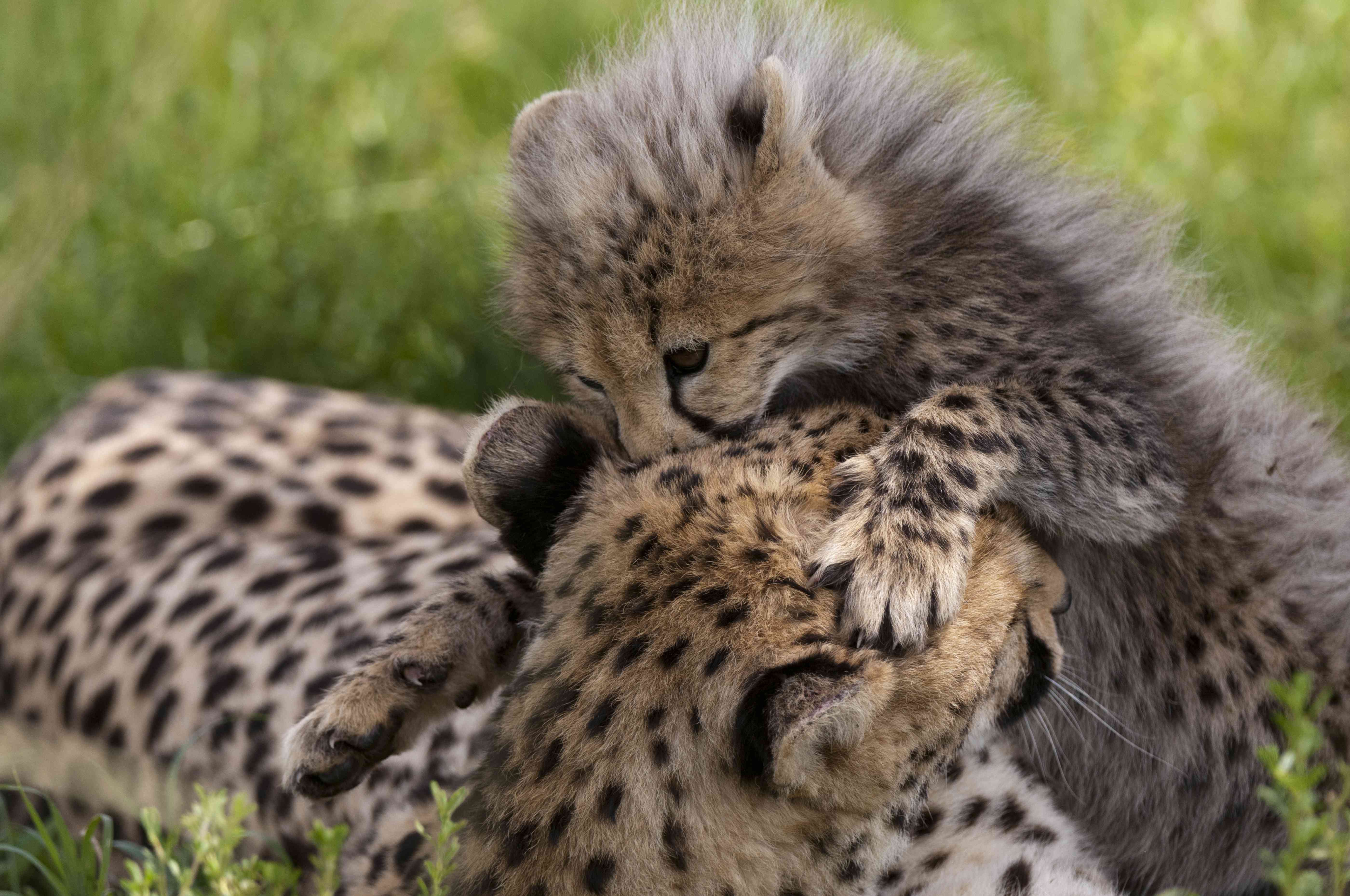 肯尼亚马赛马拉国家保护区，猎豹(Acynonix jubatus)和幼豹＂width=