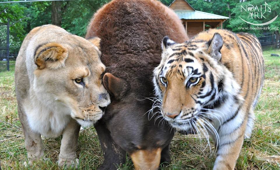 Baloo，Leo和Shere Khan Bear Lion和Tiger