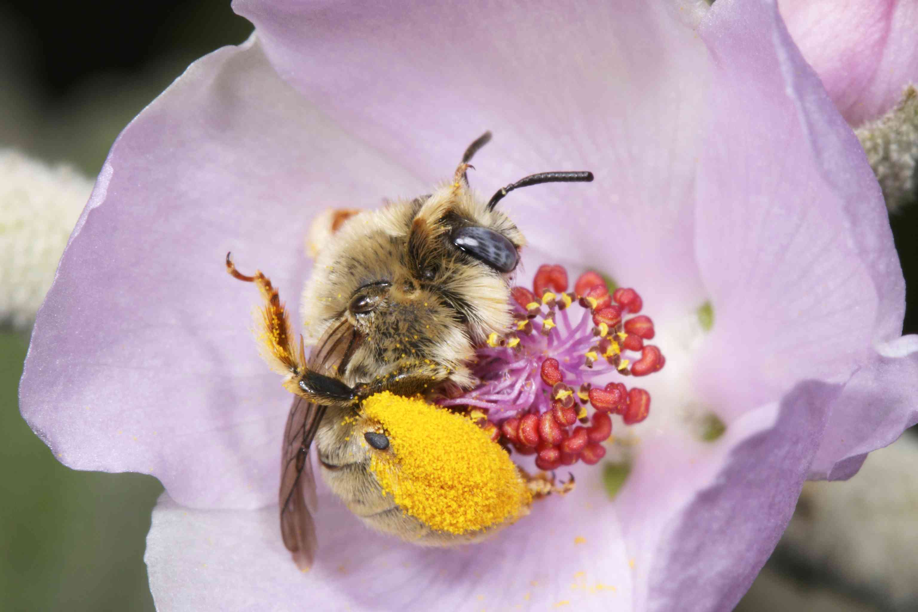 粉红花朵上的野生本地蜜蜂