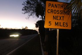 佛罗里达州的黑豹过境标志＂width=