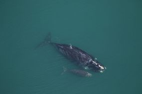北大西洋露脊鲸幼崽和母鲸