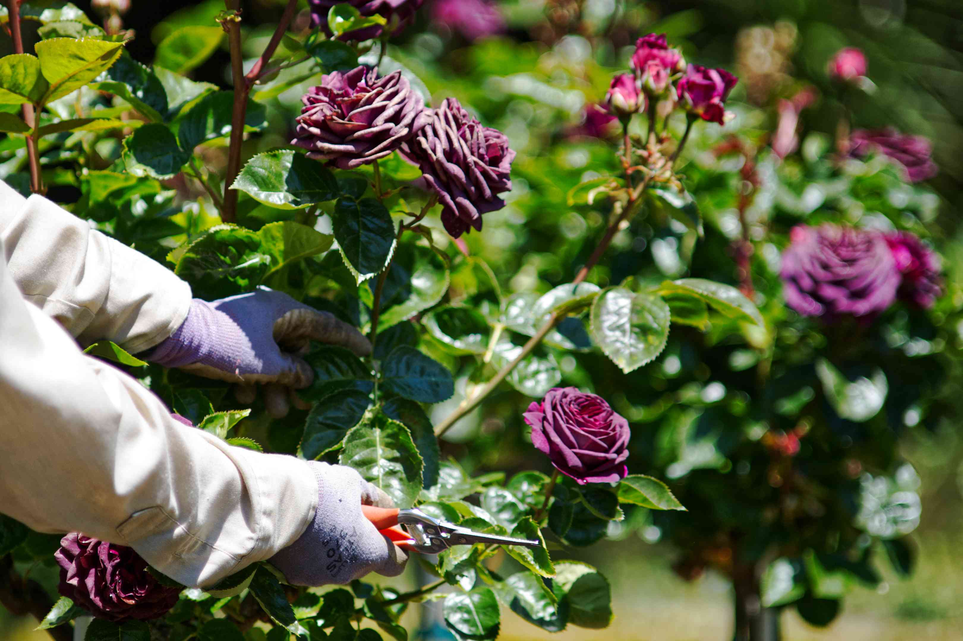 园丁戴着手套，用手修剪外面的紫色玫瑰丛