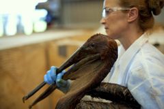 一个女人在护目镜持有一只鸟被石油覆盖。