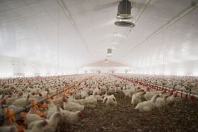 一大群鸡母鸡聚集在一个农场的大仓库里