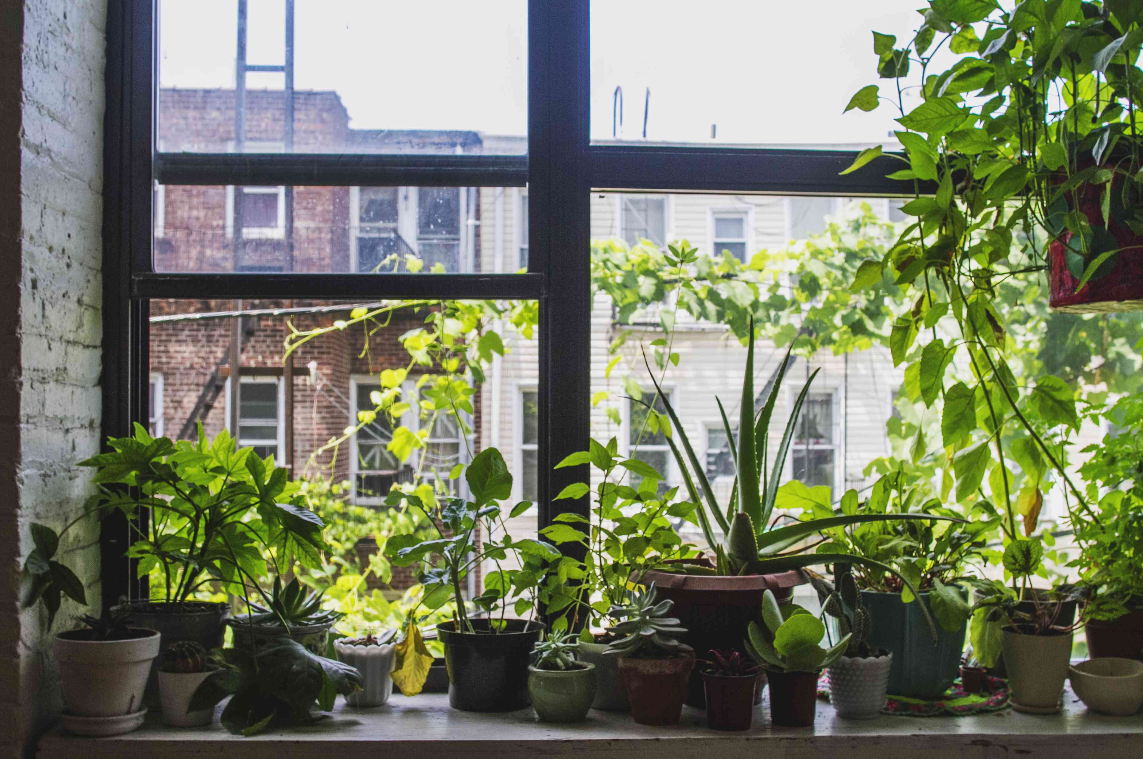 纽约布鲁克林窗台上的室内植物