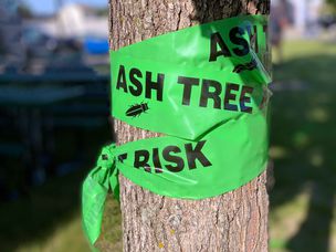 灰树有风险的警告胶带