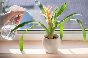 用水雾手喷热带室内植物凤梨在窗台上＂width=
