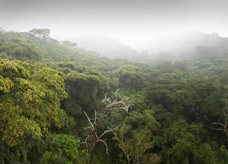 热带雨林树冠层