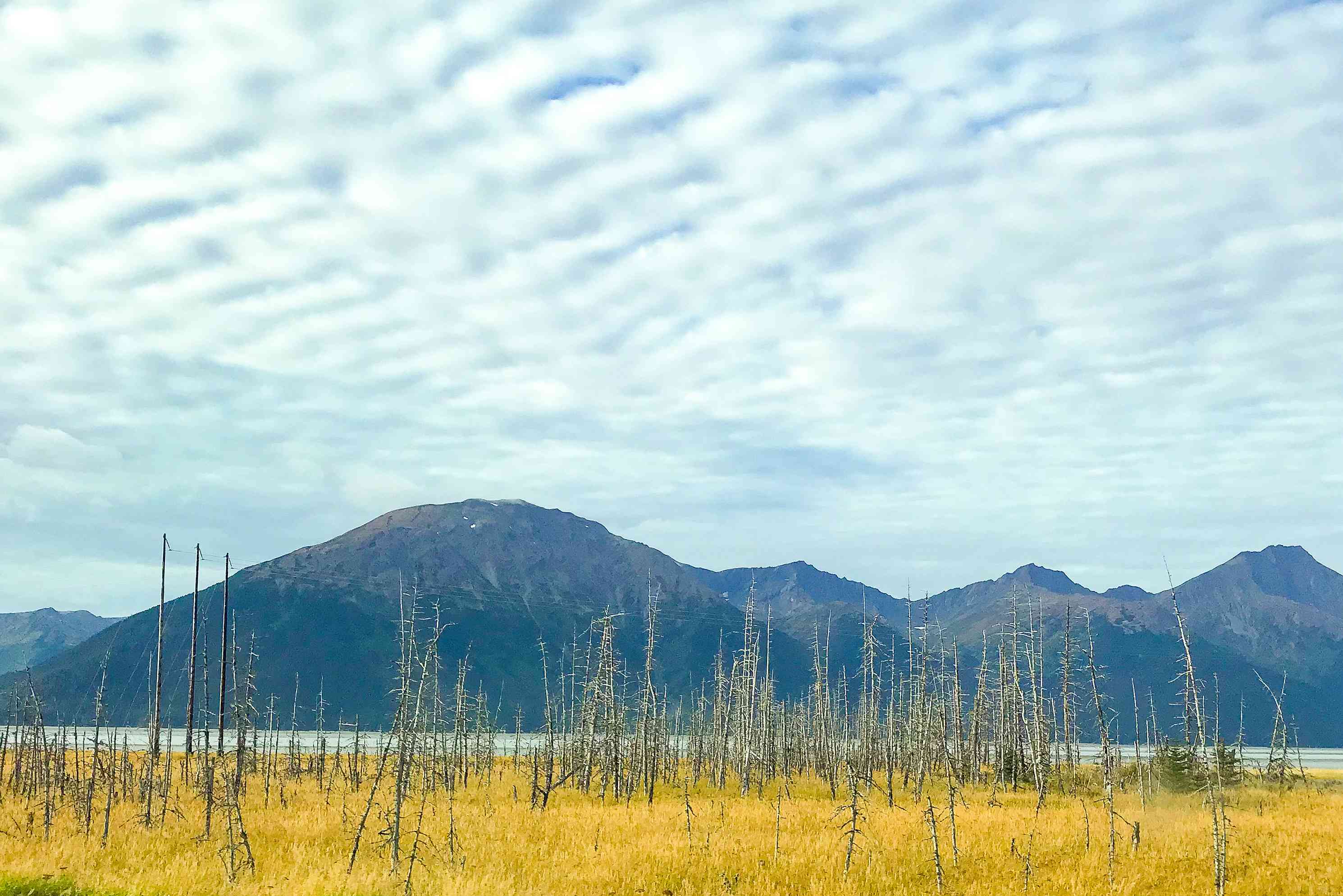 阿拉斯加的格德伍德鬼林以山为背景