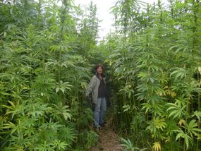 女性农民站在高大的和丰富的大麻大麻作物
