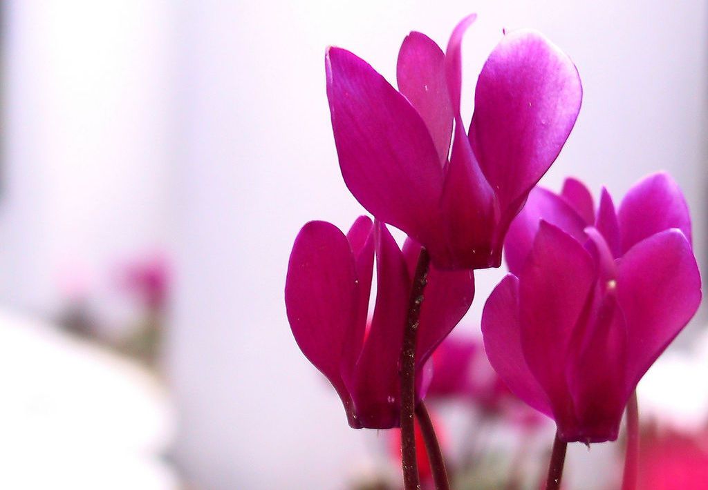 明亮的粉红色，心形花瓣的波斯仙客来花朵矗立在阳光下＂width=