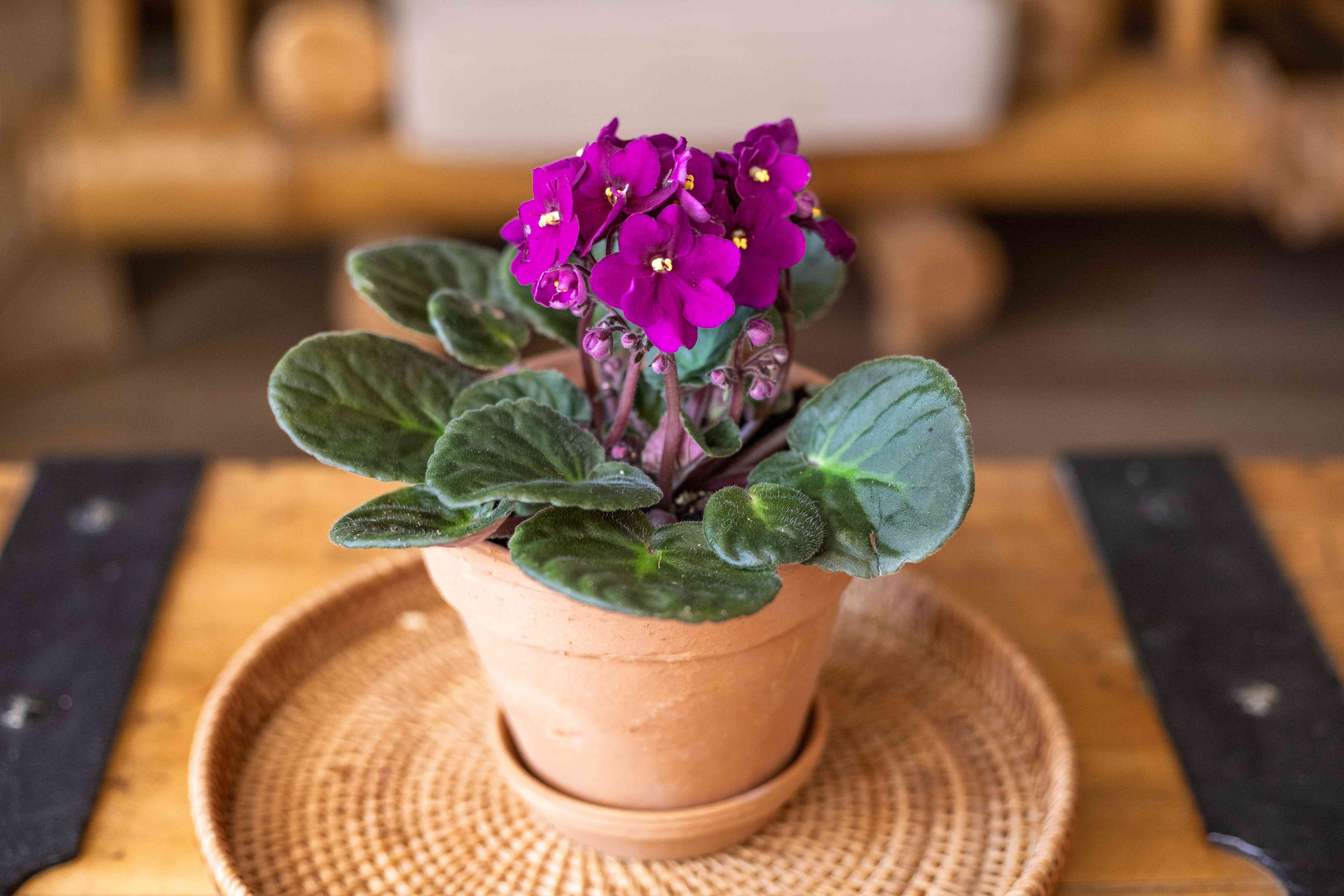 开花的非洲紫罗兰室内植物在陶土花盆在客厅