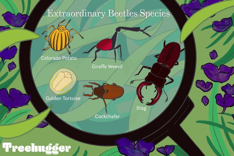放大镜下的五种不同寻常的甲虫＂class=