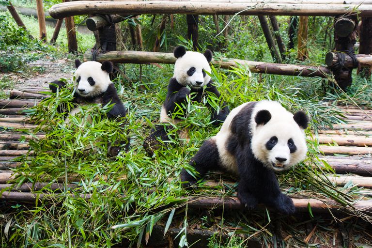 年轻的大熊猫在动物园里吃竹子