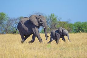 一个非洲大象的母亲和婴儿穿过稻草色的草，背景有蓝天和绿树