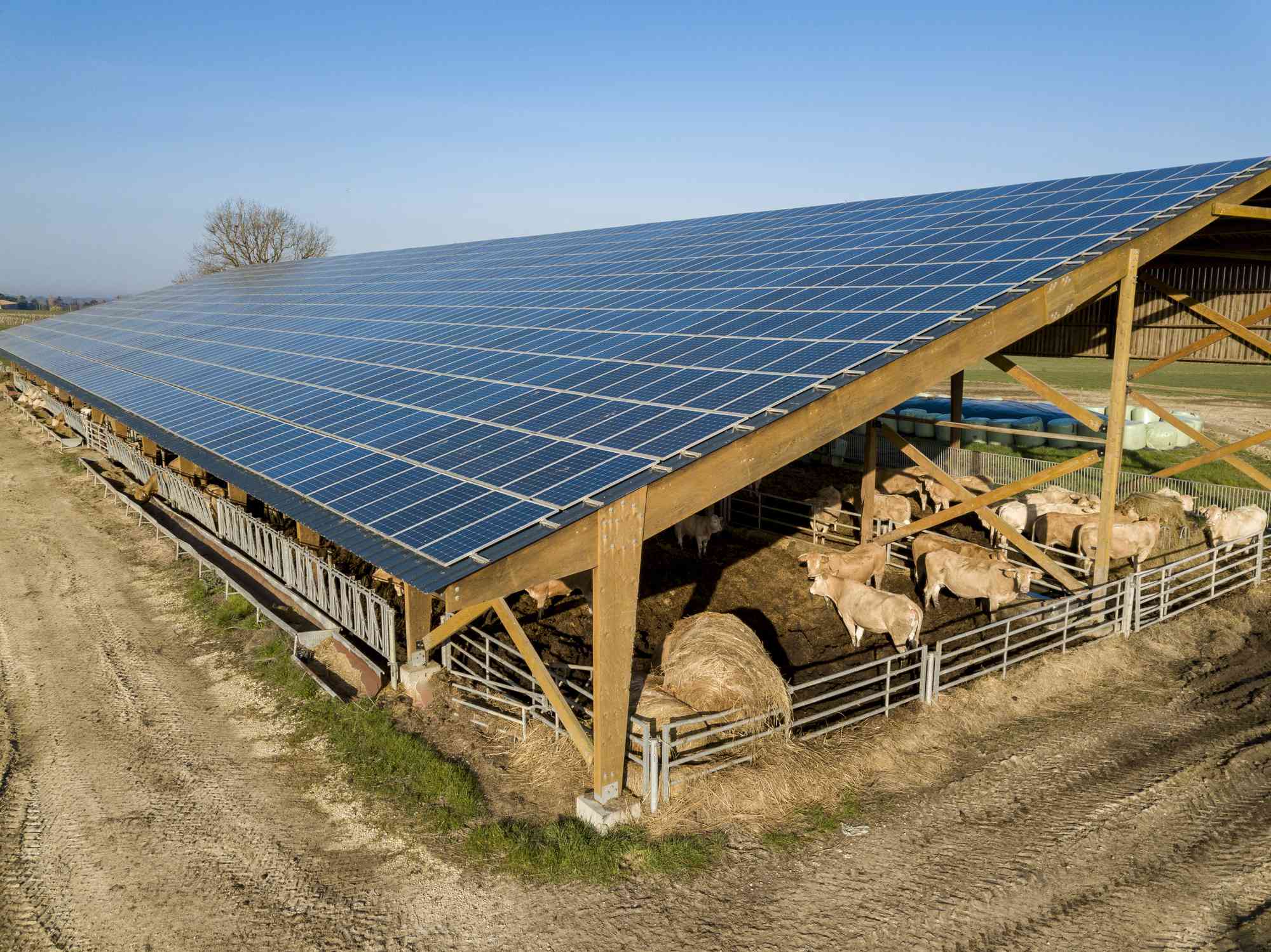 法国吉伦德，一座屋顶装有太阳能电池板的现代农场和奶牛