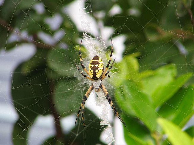 一只花园蜘蛛Argiope aurantia坐在它的网里