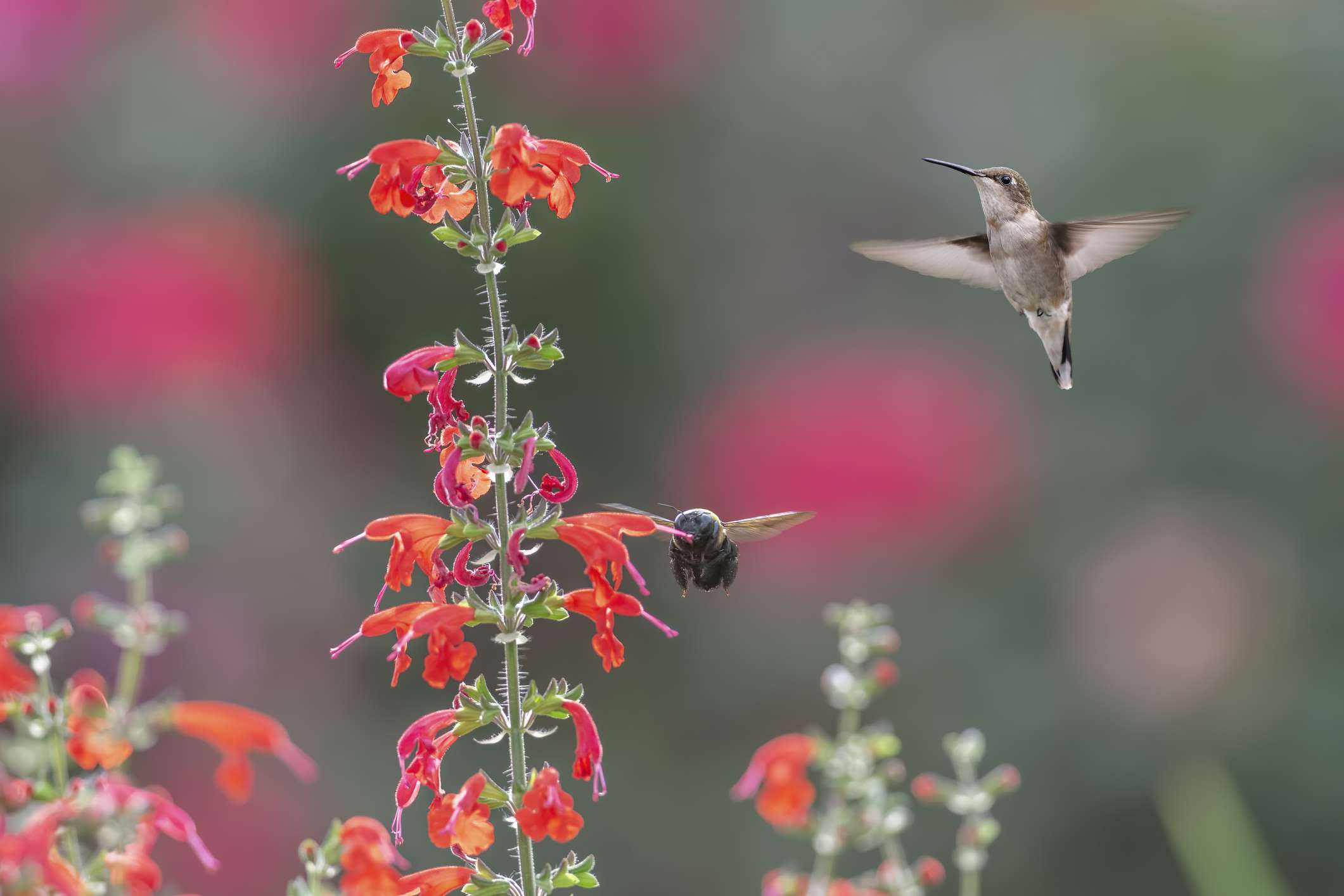 鲜红鼠尾草(Salvia splendens)＂width=