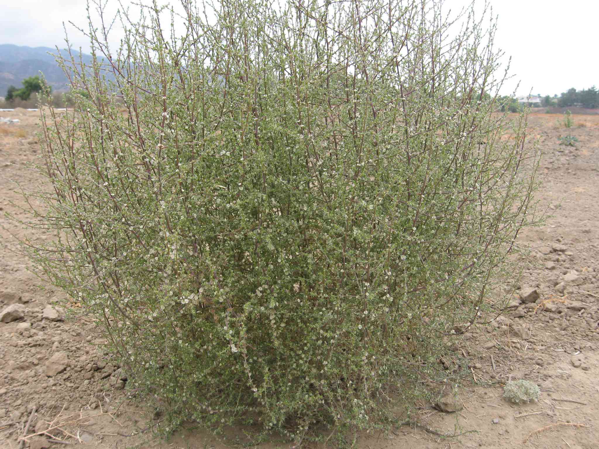 green tumbleweed