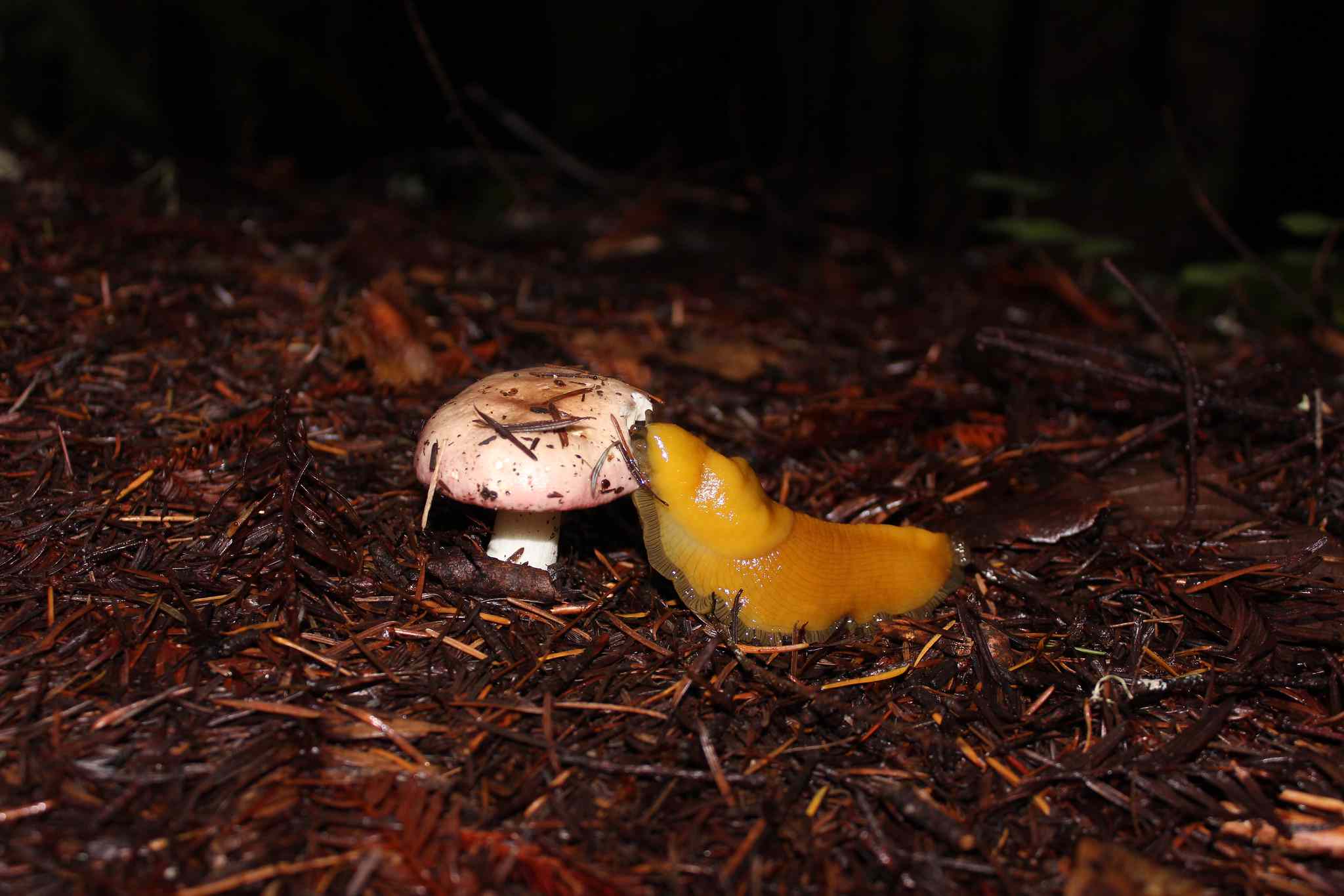 黄色香蕉蛞蝓在晚上吃蘑菇＂width=