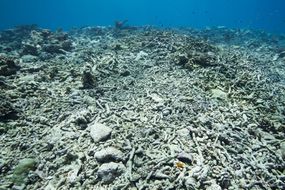 浅水中的死珊瑚礁“width=