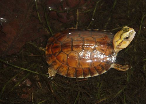 棕黄相间的麦科德箱龟栖息在深绿色植被的顶部＂width=