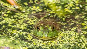 一只美国牛蛙在纽约的一个池塘里等待猎物