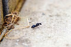 黑蚂蚁宏观射击在混凝土的在木墙壁附近有秸杆的