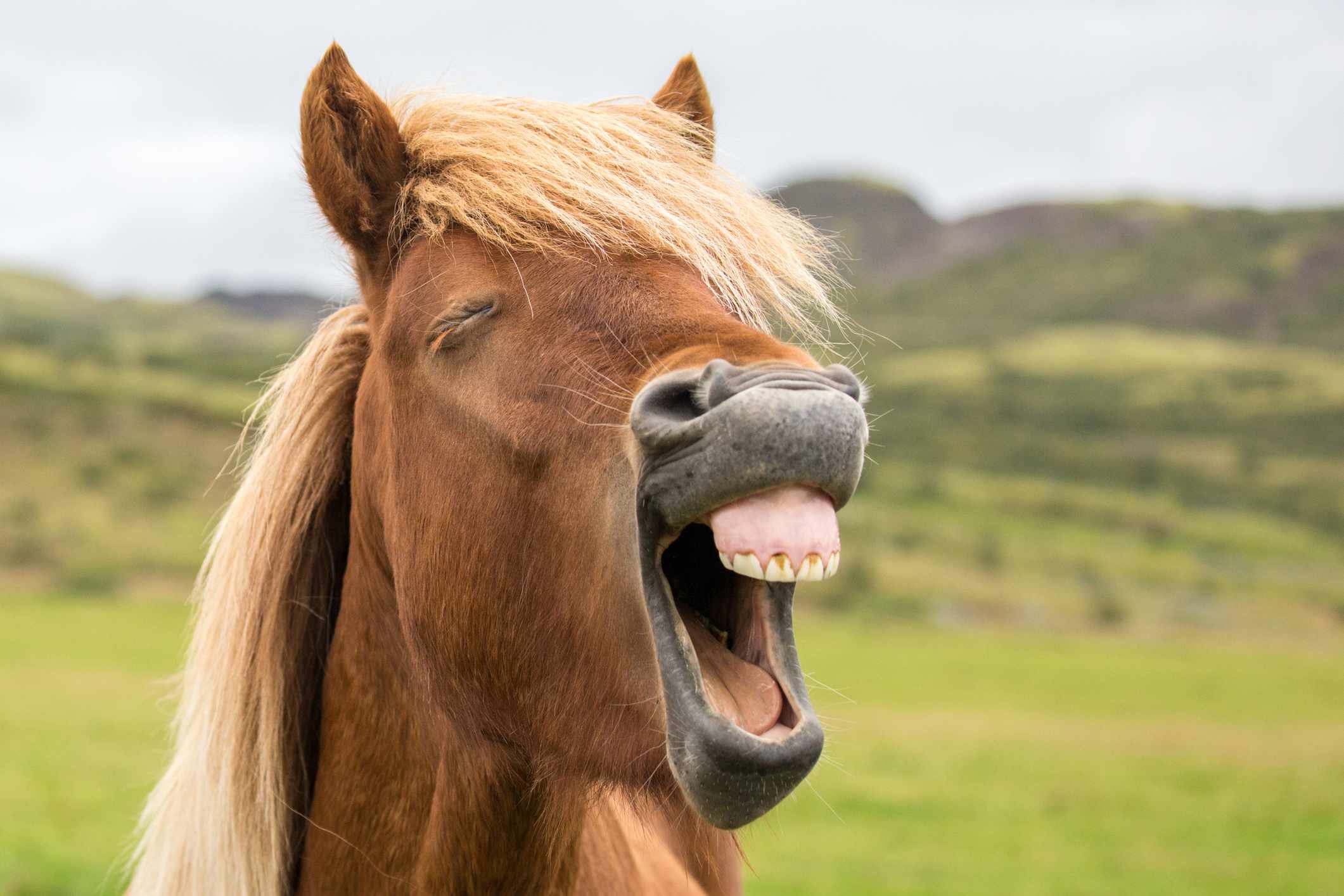 马的脸部特写，张开嘴，露出小牙齿＂width=