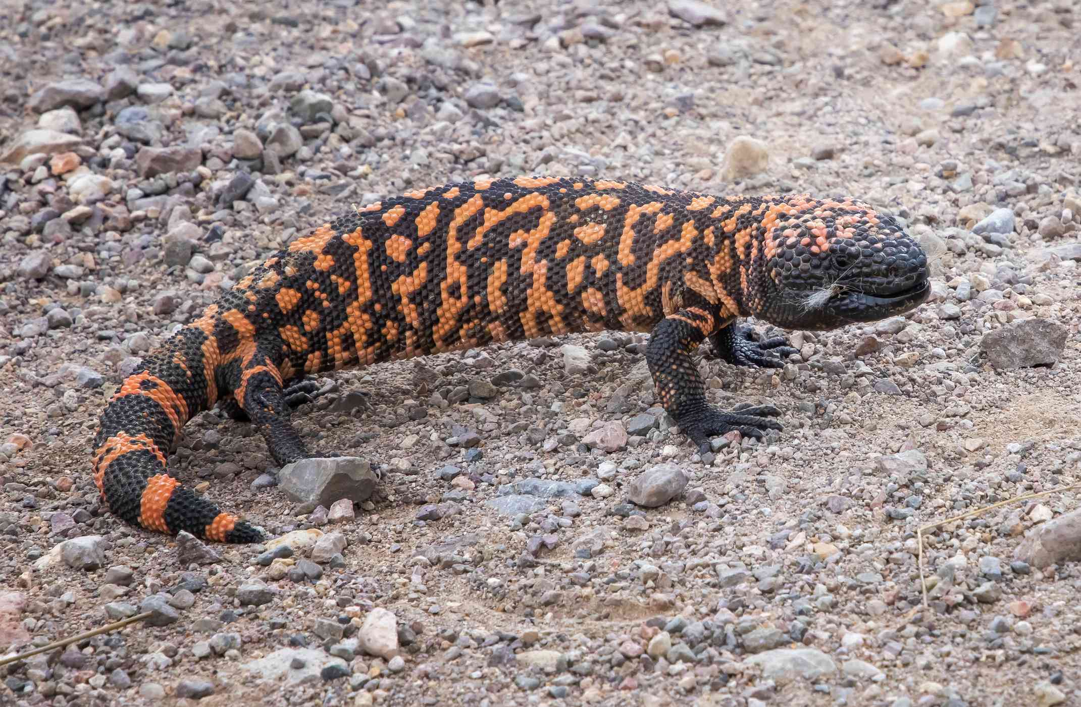 亮橙色和黑色的吉拉怪物毒蛇蜥蜴在亚利桑那州的道路上。＂width=