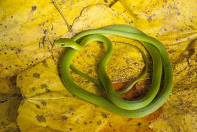 粗糙的绿色蛇在黄色的叶子上盘绕