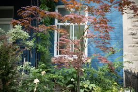 一棵小日本枫树长在青砖房子外面，上面有藤蔓