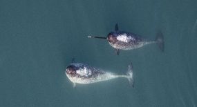 水下的航拍照片，两只独角鲸在里面游泳。