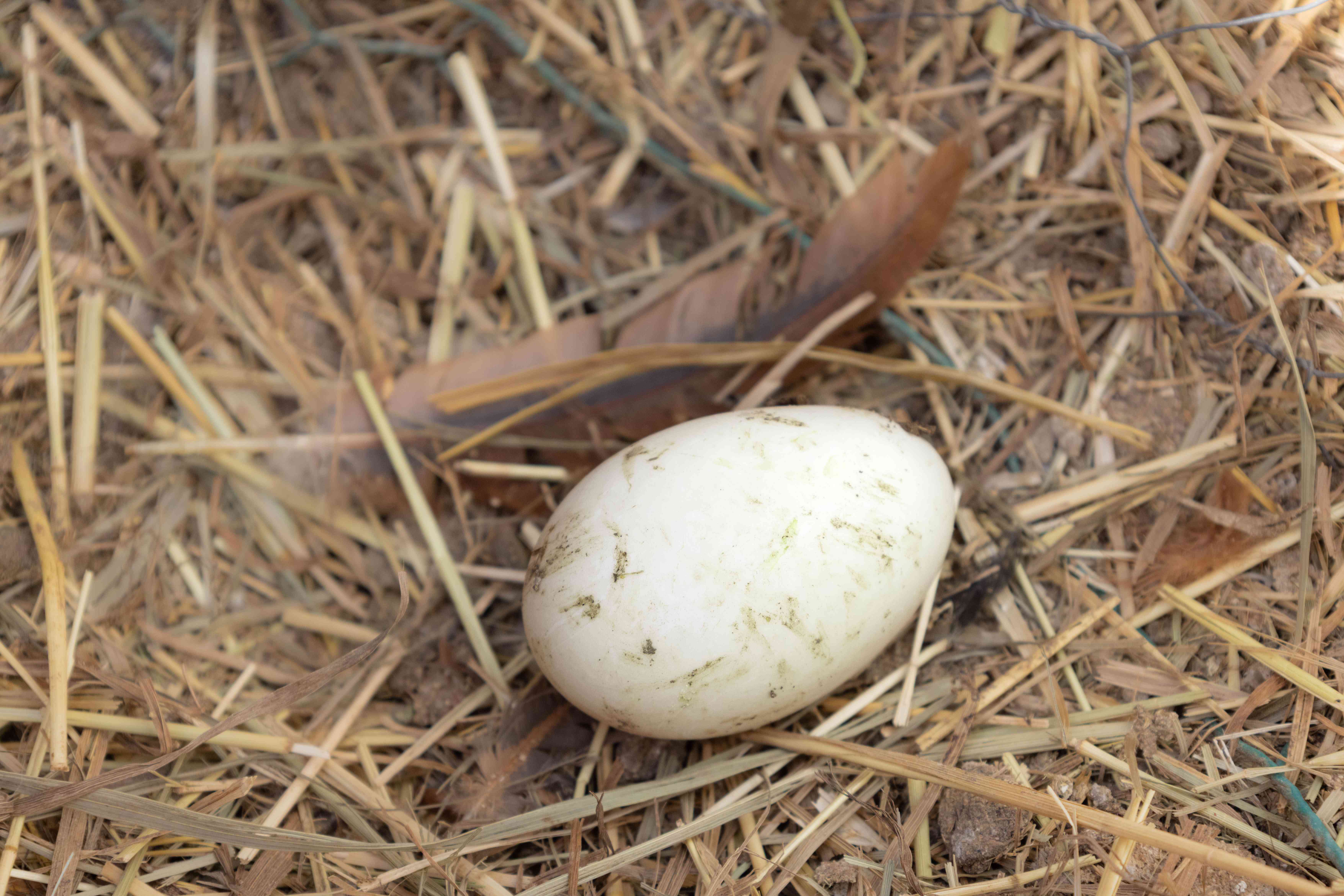 包围羽毛的新鲜鸡蛋坐落在干草中