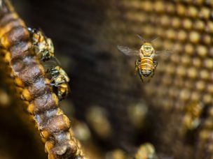 亚马逊中无刺的蜜蜂