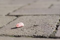 粉红色用过的口香糖在人行道上吐出
