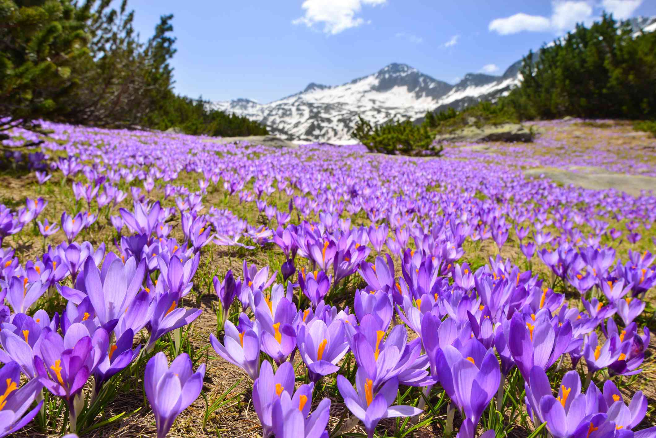 紫番红花草地，远处是白雪皑皑的山＂width=