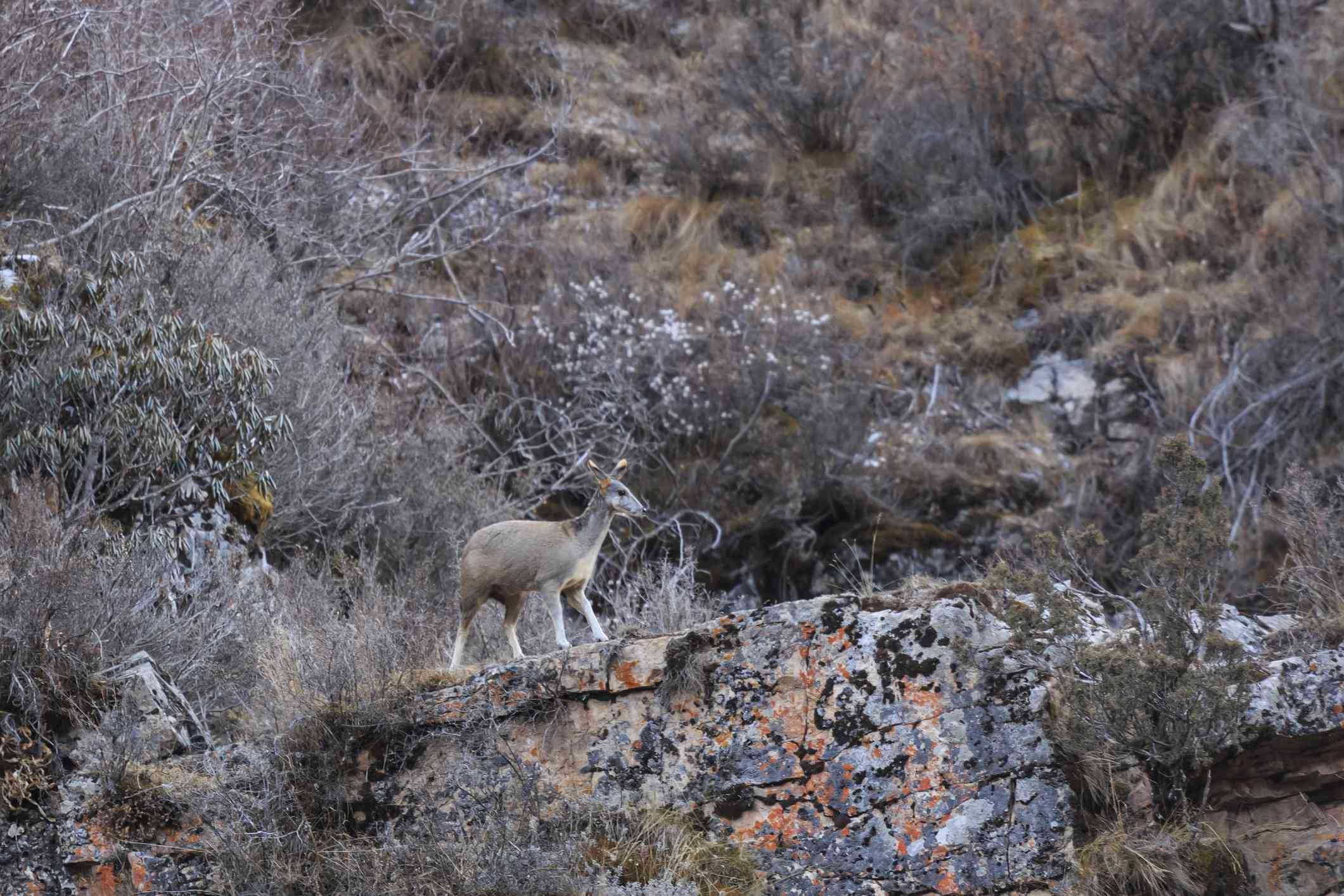 一只喜马拉雅麝在布满棕色和灰色灌木丛的岩石山坡上。