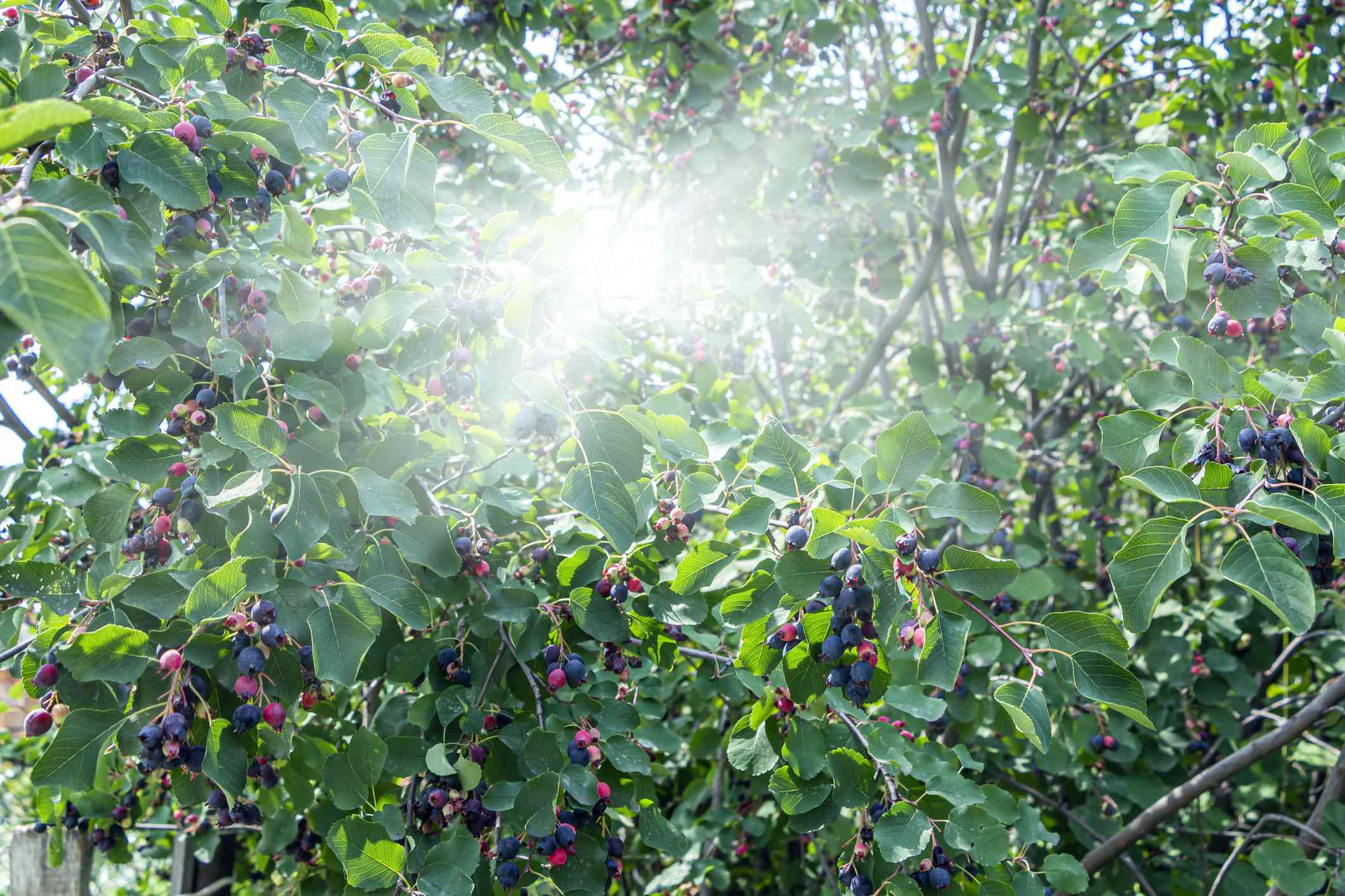 ServiceBerry（Amelanchier Alnifolia）