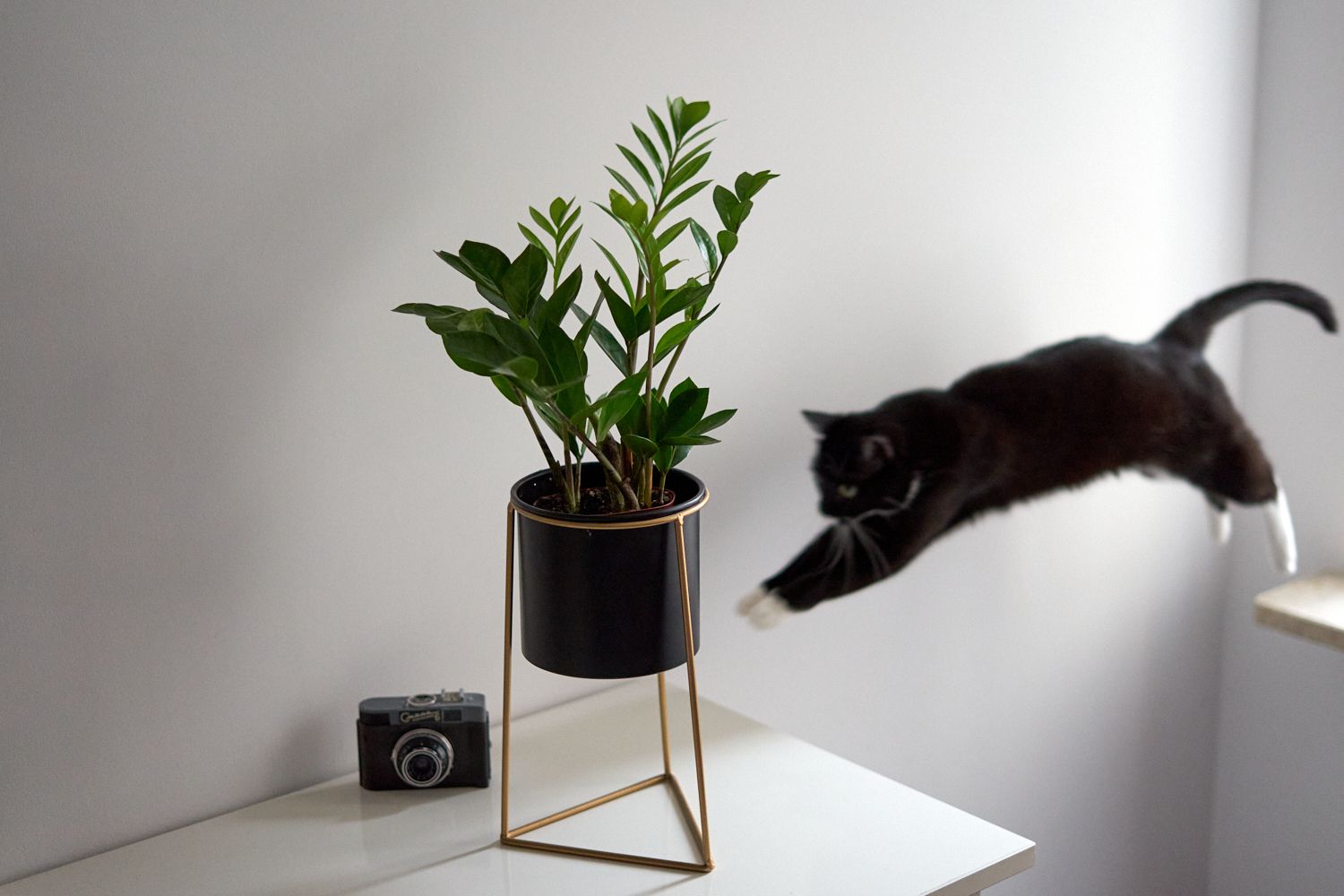 植物ZZ在几何凸起的花盆旁边黑白相间的小猫中间跳跃＂width=