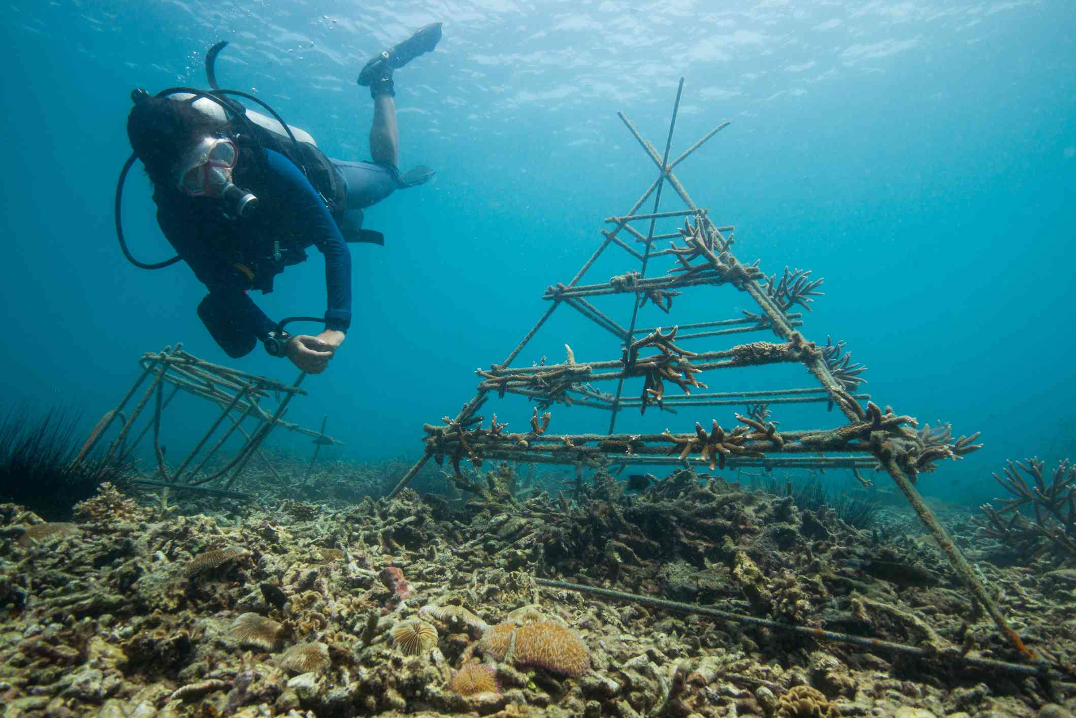 潜水员检查用于珊瑚繁殖的水下结构“width=