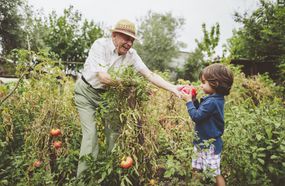 祖父手成熟的西红柿到花园里的年轻孙子
