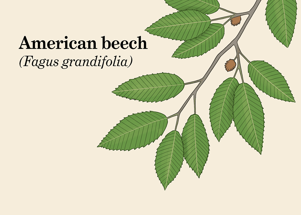 美国山毛榉叶插图