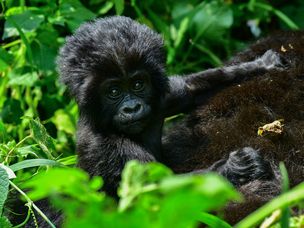 乌干达的Bwindi的婴儿山大猩猩不可穿透的国家公园