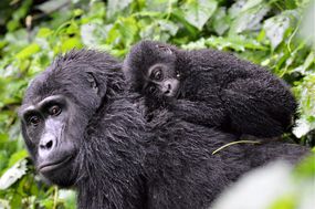 乌干达布温迪密林里，一只幼年山地大猩猩在茂密的植被中紧紧地抱着它的母亲。