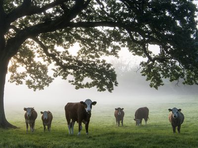 牛在朦胧的早晨在橡树下