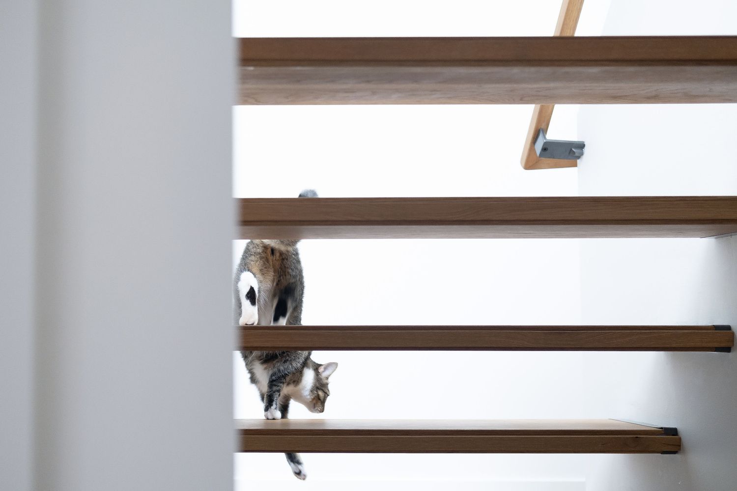 猫在楼梯