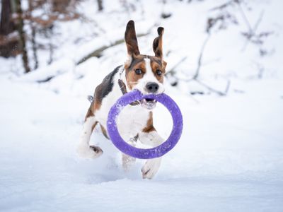 小猎犬狗穿过雪拿着紫色的狗玩具在嘴里