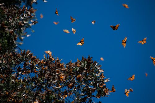 黑脉金斑蝶在空中