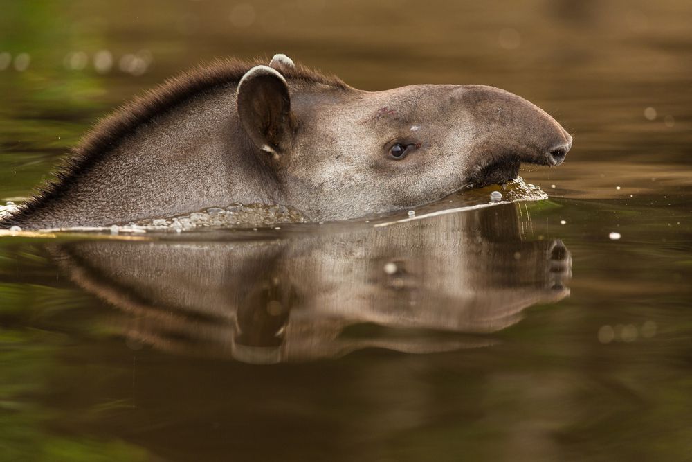 tapir在水面上方游泳